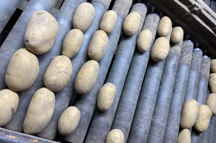 Продаж картоплі сорт Гранада- фото № 7