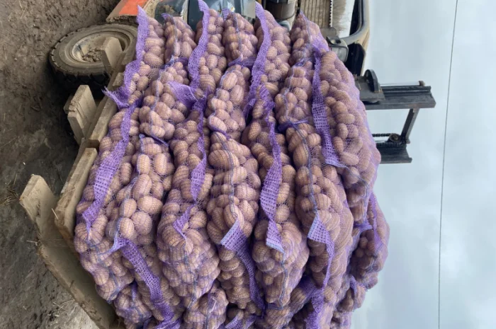 Продаж картоплі сорт Гранада- фото № 8