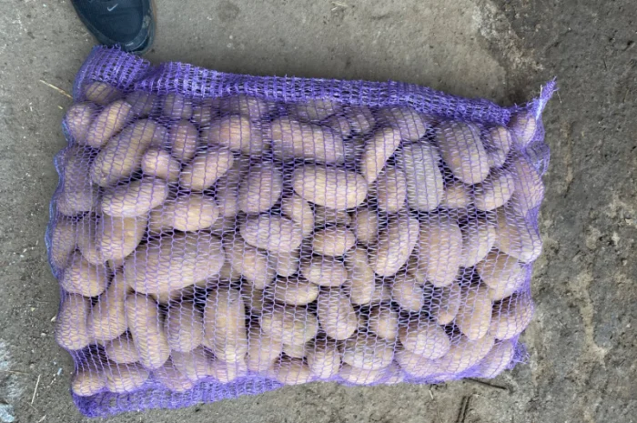 Продаж картоплі сорт Гранада- фото № 9