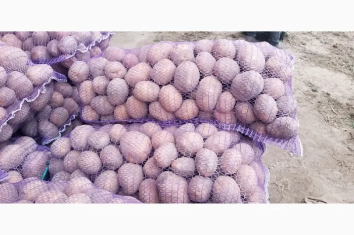 Продажа картофеля Бела роса- фото № 1