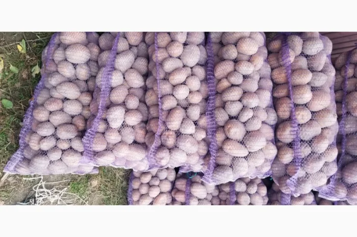 Продажа картофеля Бела роса- фото № 2