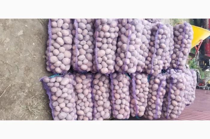 Продажа картофеля Бела роса- фото № 3