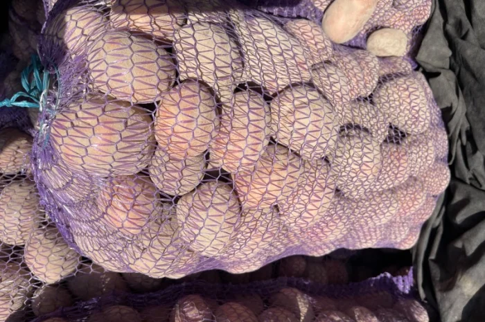 Продажа картофеля Бела роса- фото № 4