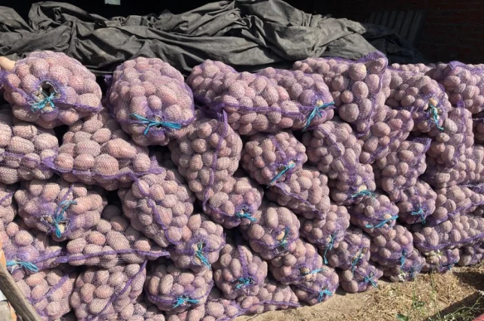 Продажа картофеля Бела роса- фото № 5