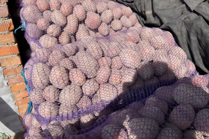 Продажа картофеля Бела роса- фото № 6