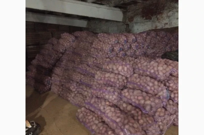 Продаж товарної картоплі сортів Білароза та Фотинія- фото № 1