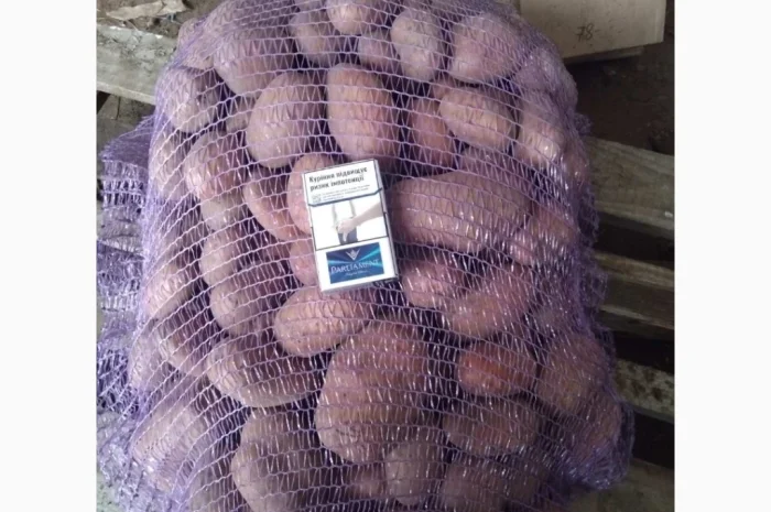 Продаж товарної картоплі сортів Білароза та Фотинія- фото № 4