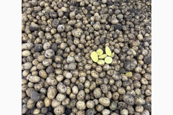 Картопля Гала на посадку- фото № 2