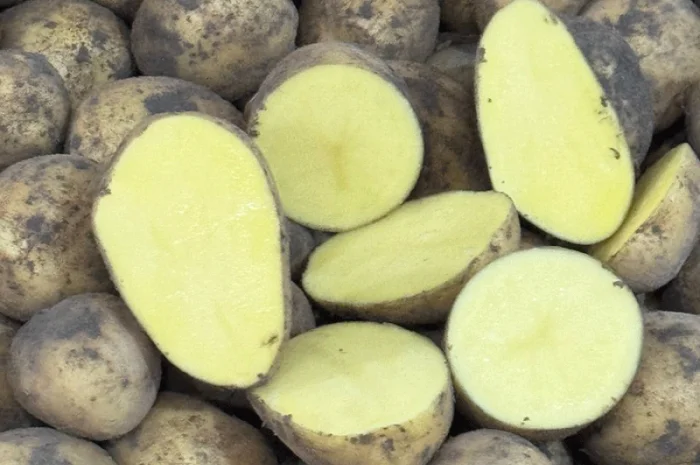 Картопля Гала на посадку- фото № 4