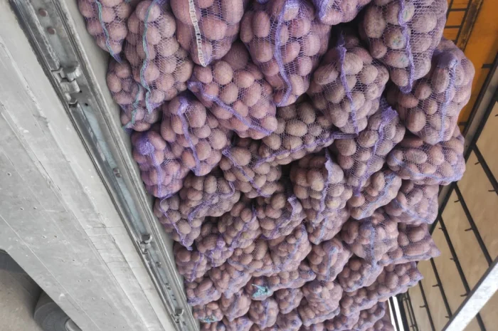 Продаж товарної картоплі Бела роса, Слов'янка, Санте- фото № 1