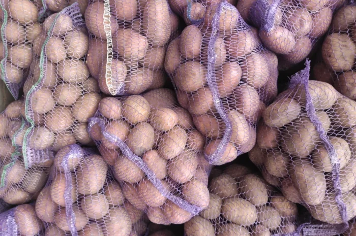 Продаж товарної картоплі Бела роса, Слов'янка, Санте- фото № 2