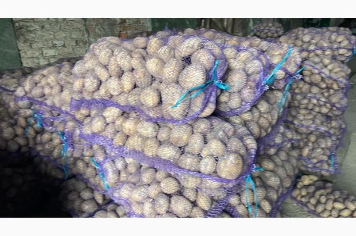 Куплю картоплю сорту Конект- фото № 1