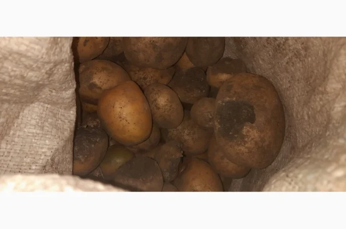 Дрібна картопля на продаж- фото № 2