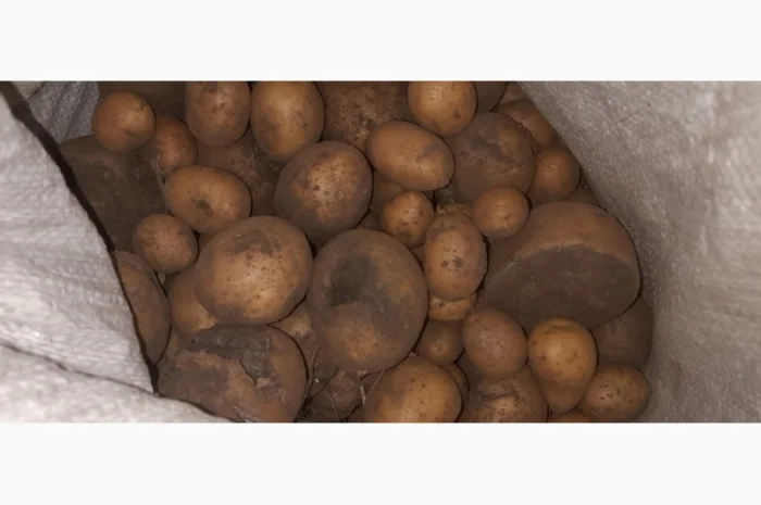 Дрібна картопля на продаж- фото № 3