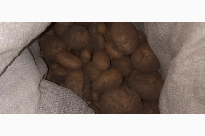 Дрібна картопля на продаж- фото № 4