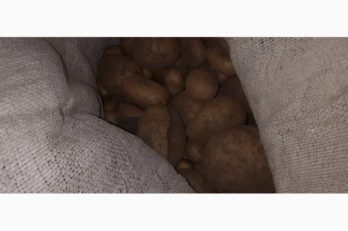 Дрібна картопля на продаж- фото № 5