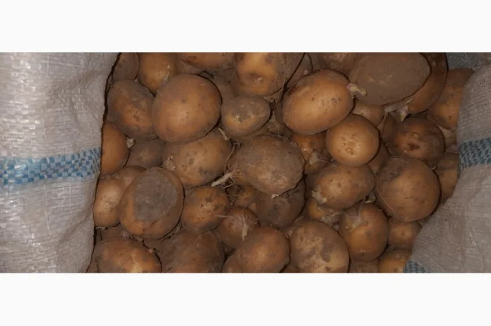 Дрібна картопля на продаж- фото № 6