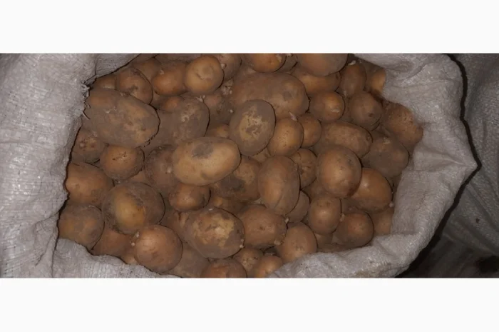 Дрібна картопля на продаж- фото № 7
