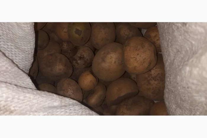 Дрібна картопля на продаж- фото № 1