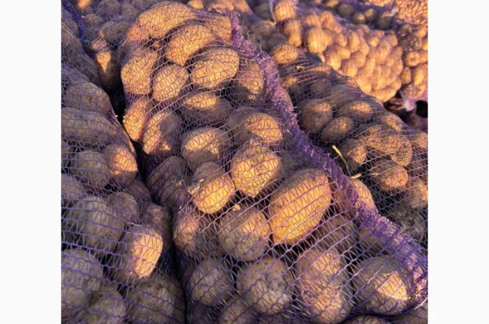 Картопля Мелоді в сітках 20 кг- фото № 1