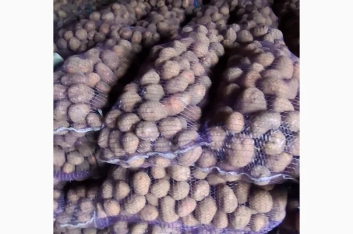 Продаж товарної картоплі- фото № 1