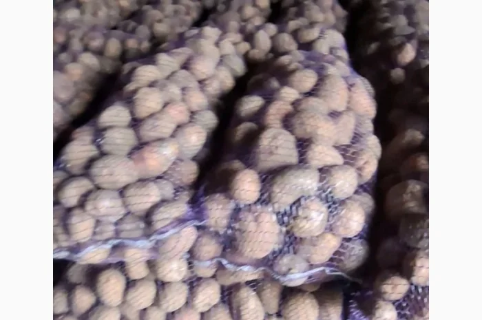 Продаж товарної картоплі- фото № 2