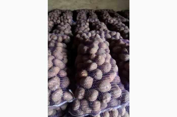 Продаж товарної картоплі- фото № 3