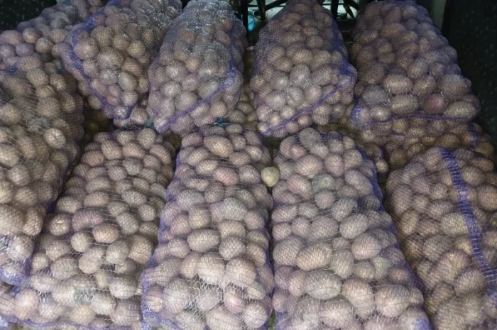 Продаж товарної картоплі Бела Роса та буряка Зеппо- фото № 2