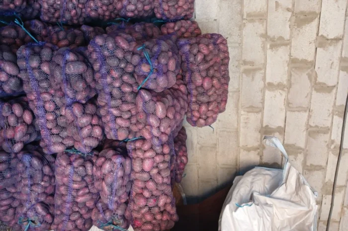 Продаж товарної картоплі Бела Роса та буряка Зеппо- фото № 3