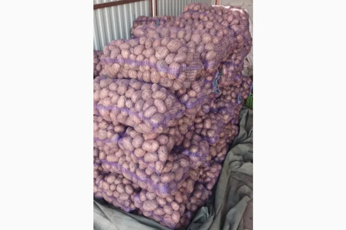 Продаж товарної картоплі Бела Роса та буряка Зеппо- фото № 4
