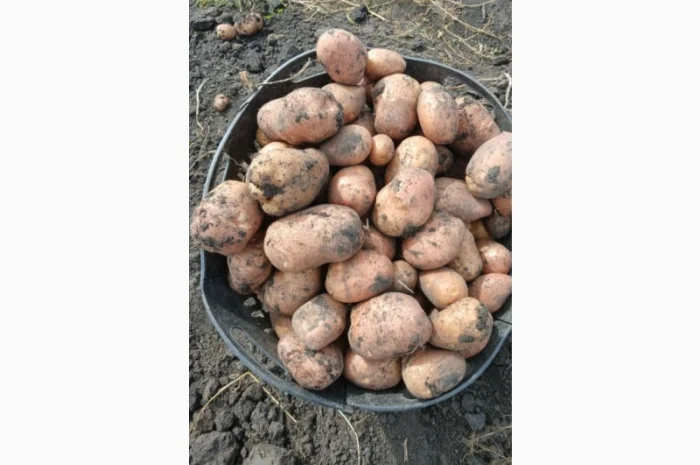 Продаж товарної картоплі Бела Роса та буряка Зеппо- фото № 6