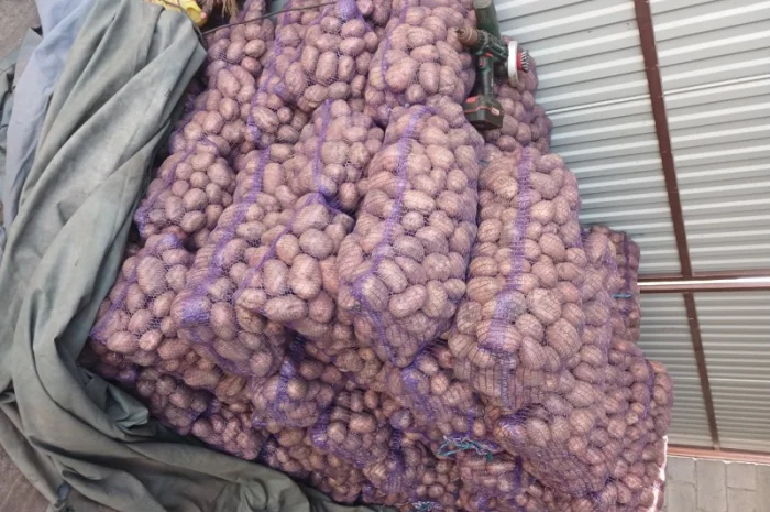 Продаж товарної картоплі Бела Роса та буряка Зеппо- фото № 8