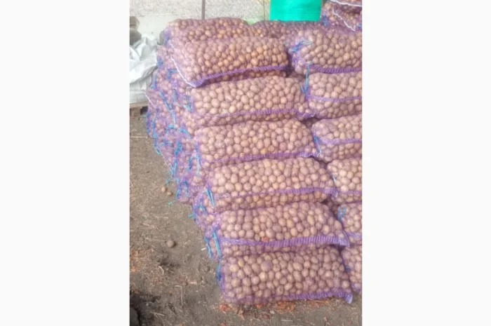 Продаю картоплю сорту Бела роса- фото № 1