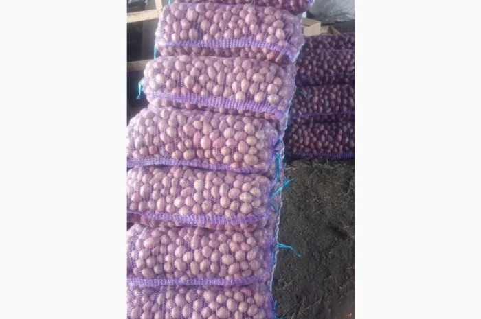 Продаю картоплю сорту Бела роса- фото № 2