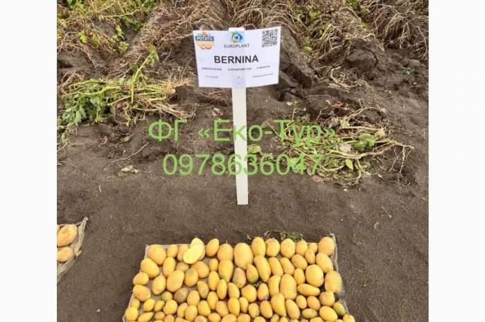 Продажа насіння картоплі сортів Беллароза і Берніна- фото № 4