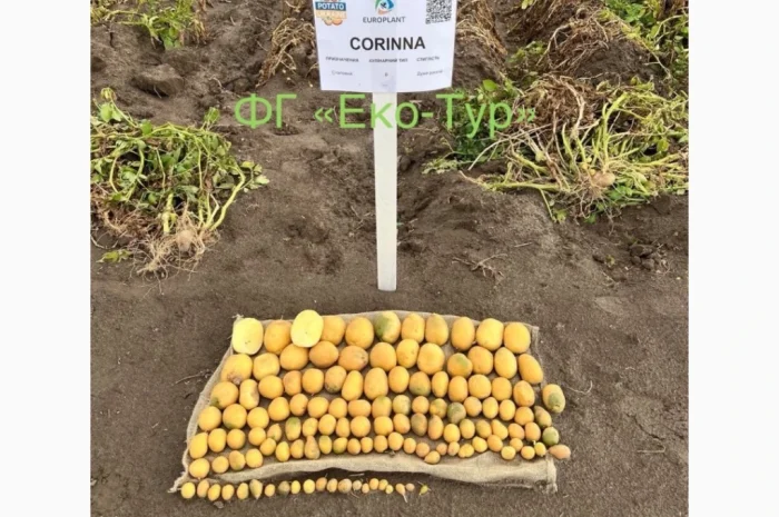 Продажа насіння картоплі сортів Беллароза і Берніна- фото № 5