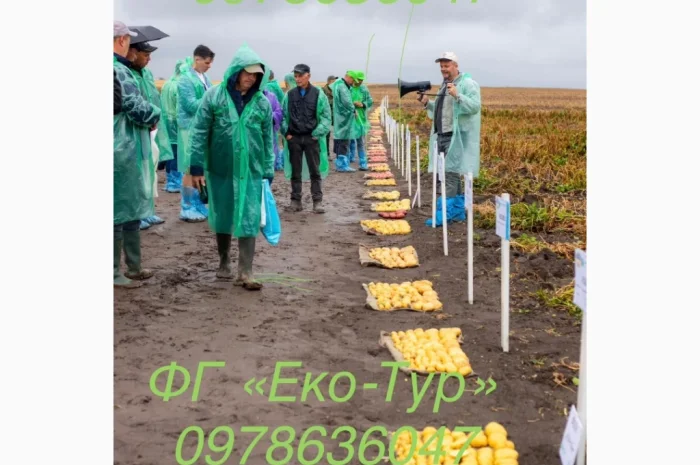 Продажа насіння картоплі сортів Беллароза і Берніна- фото № 6