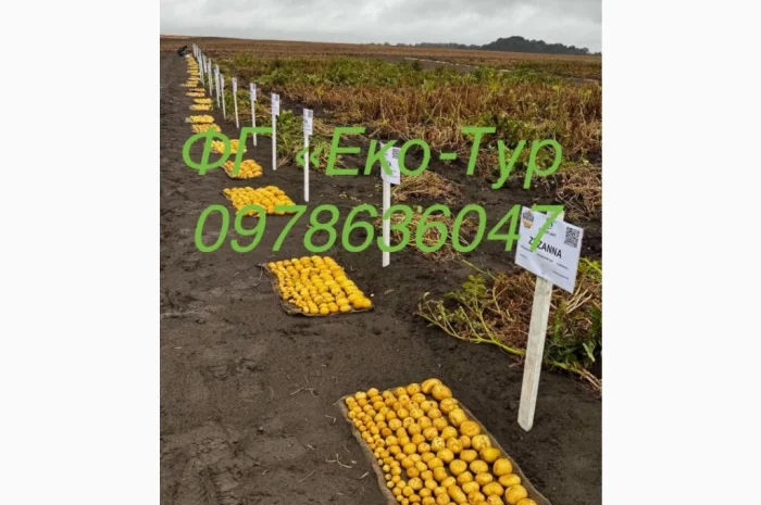 Продажа насіння картоплі сортів Беллароза і Берніна- фото № 1