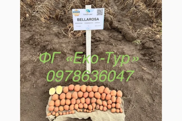 Продажа насіння картоплі сортів Беллароза і Берніна- фото № 2