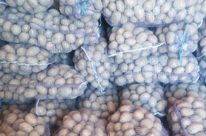 Куплю якісну картоплю- фото № 1