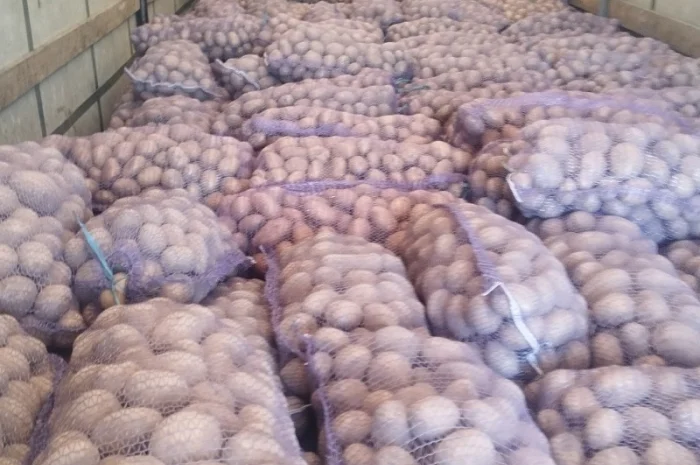 Куплю якісну картоплю- фото № 2