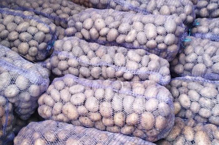 Продается товарная картошка- фото № 3