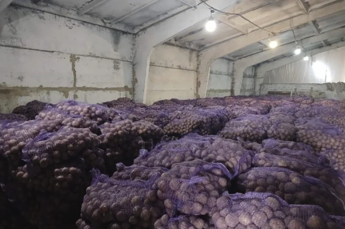 Куплю товарную картошку- фото № 3