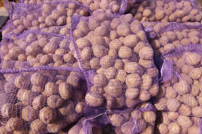 Куплю товарную картошку- фото № 1