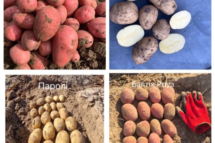Насіннєва картопля німецької селекції на продаж- фото № 1