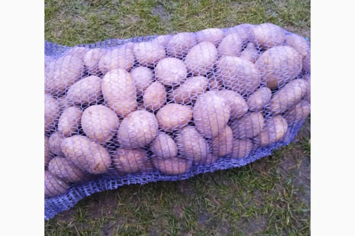 Продаю картоплю сорту Конект- фото № 1