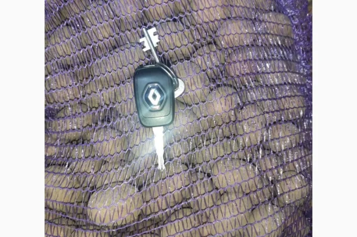 Продаю картоплю сорту Тирас- фото № 1