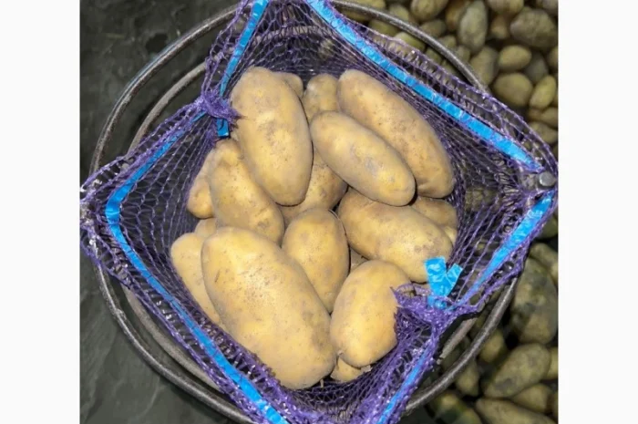 Картофель Гранада оптом- фото № 1