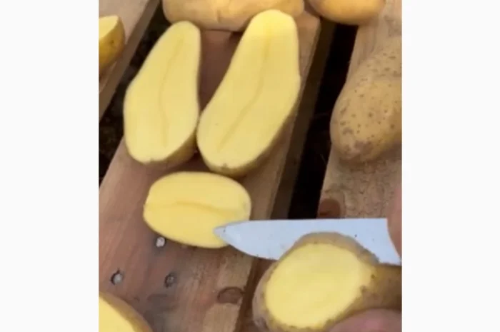 Картопля сорт Гренада на продажу- фото № 1