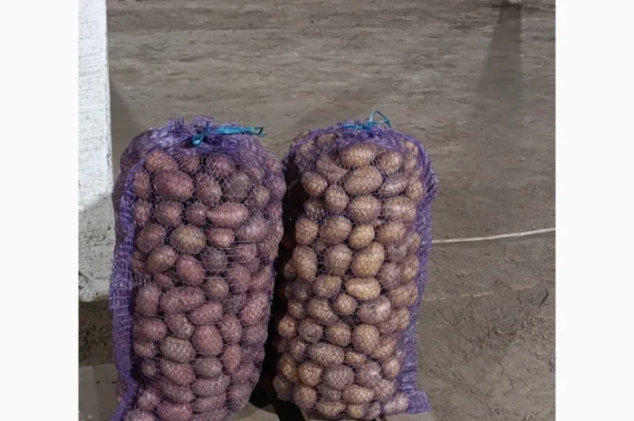 Продаю насіннєву картоплю Арізона- фото № 1